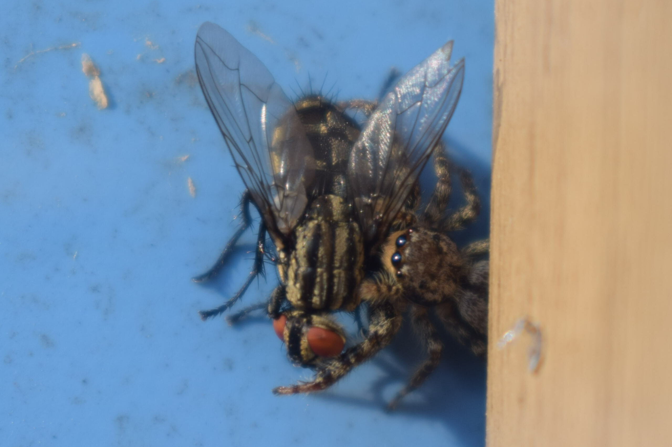 photographie d'une arraignée qui a capturé une mouche