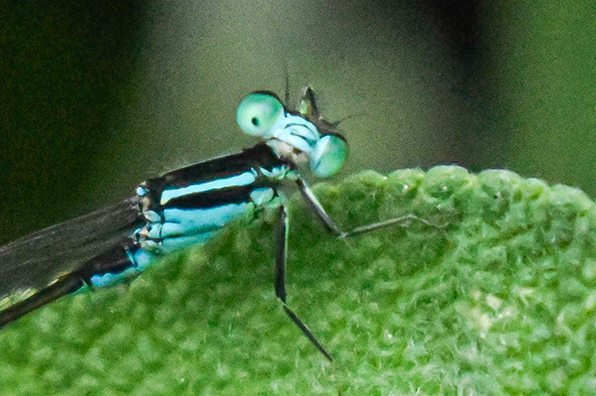 photographie d'une libellule qui regarde vers l'appareil