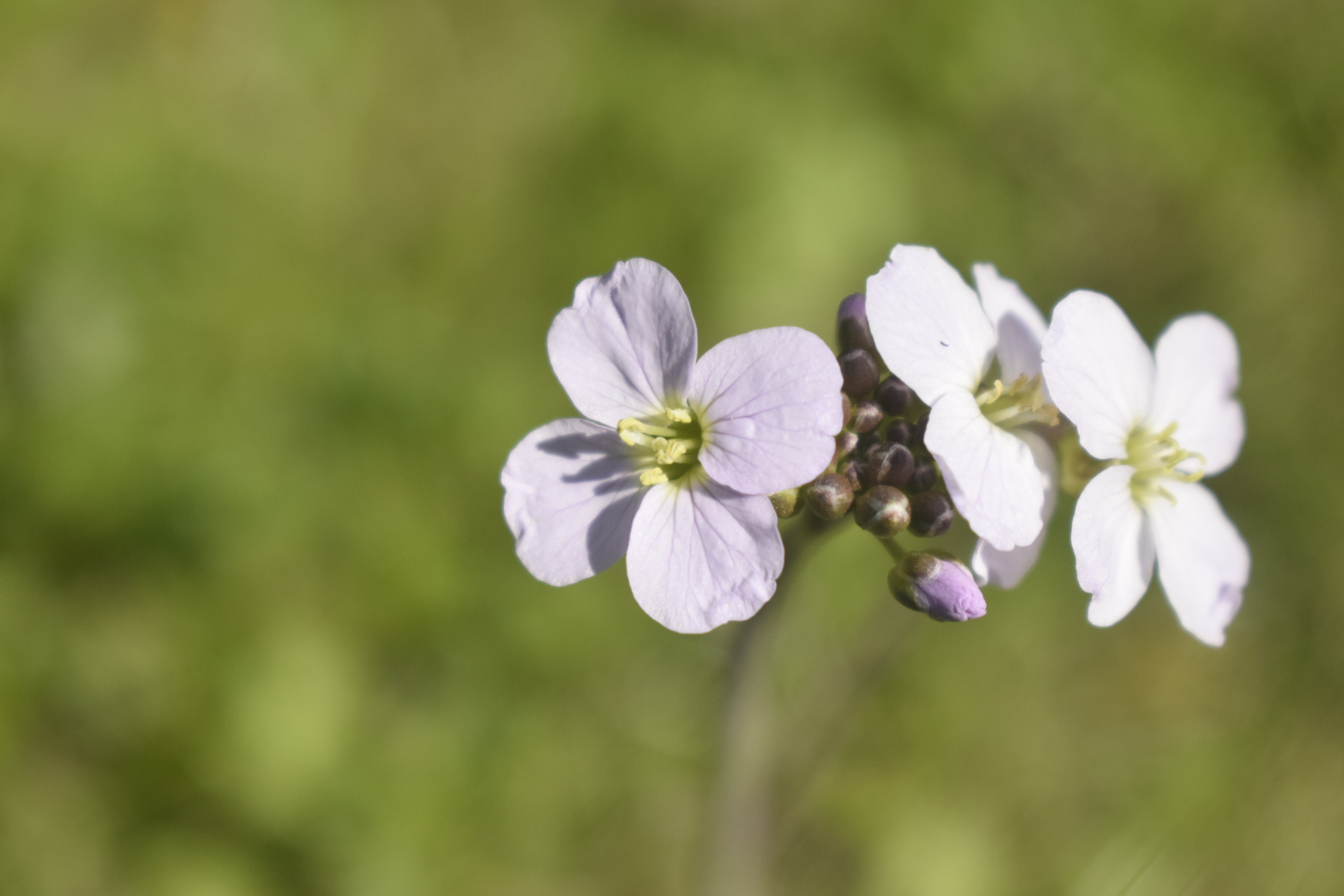 photographie d'une fleur