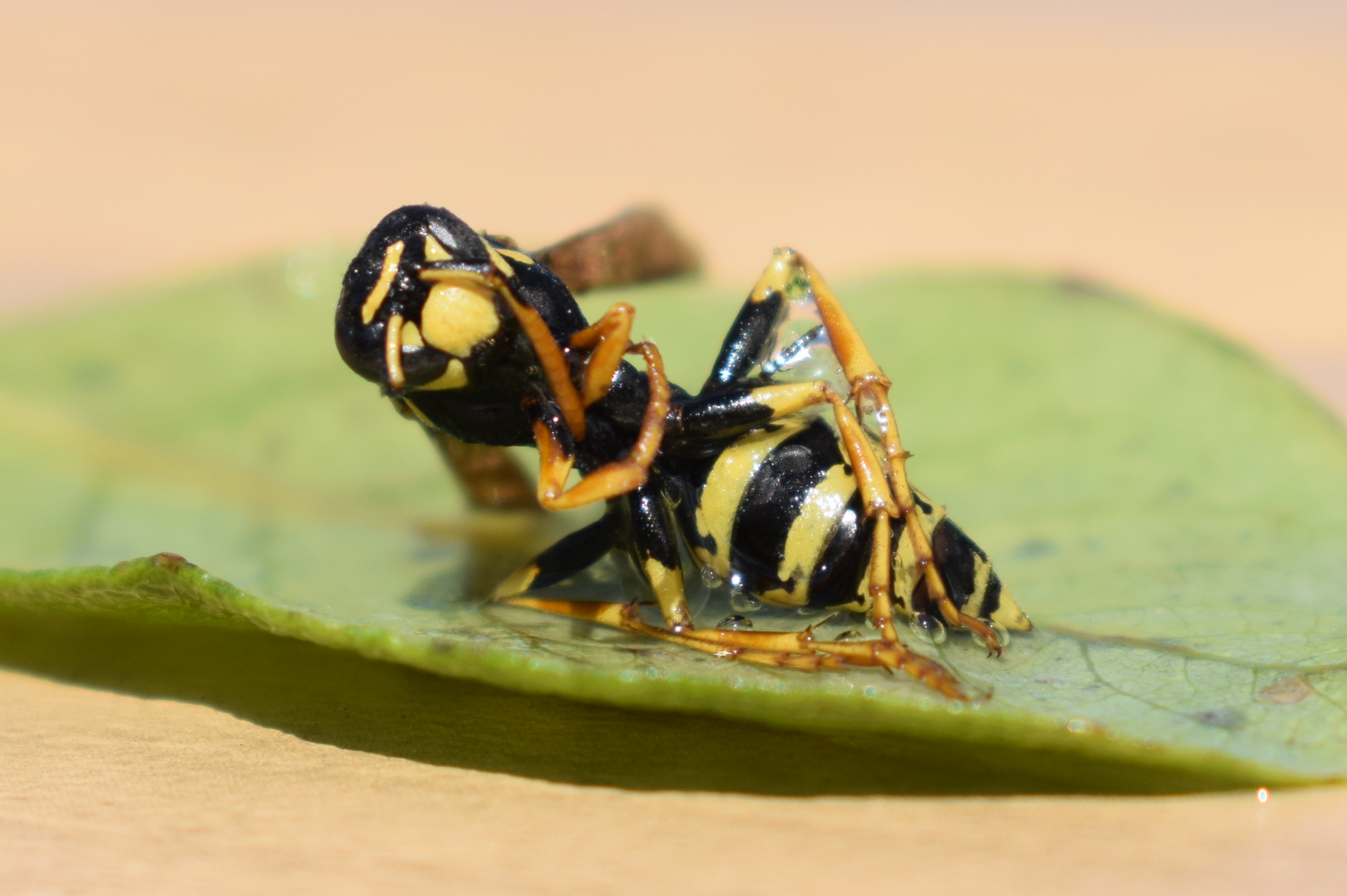 photographie d'une guêpe