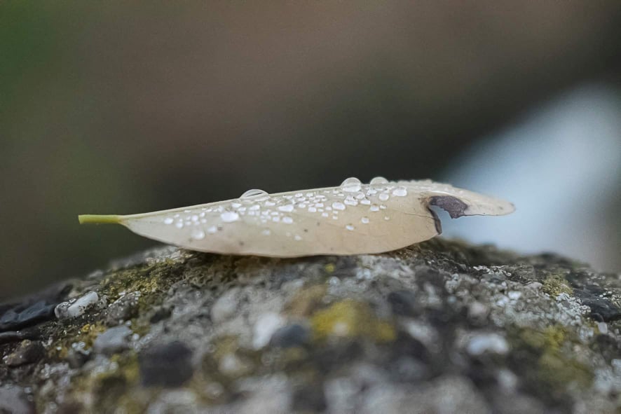 photographie d'une feuille mouillée