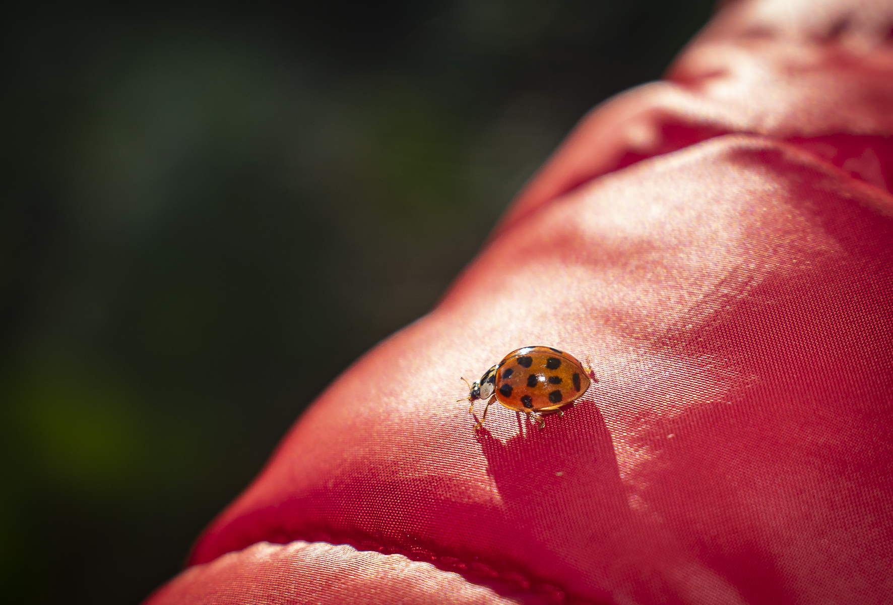 photographie d'une petite coccinelle rouge
