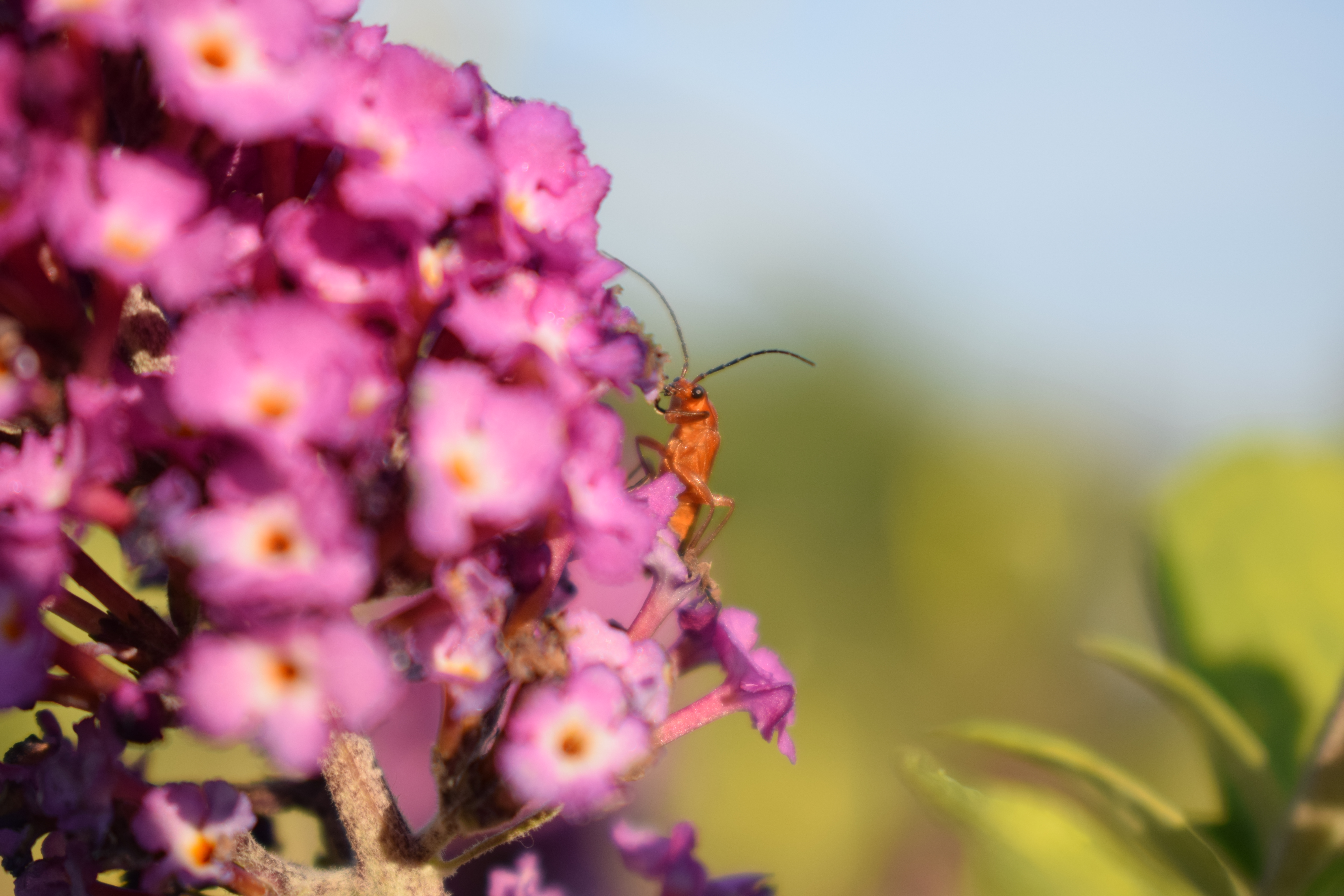 photographie d'un insecte