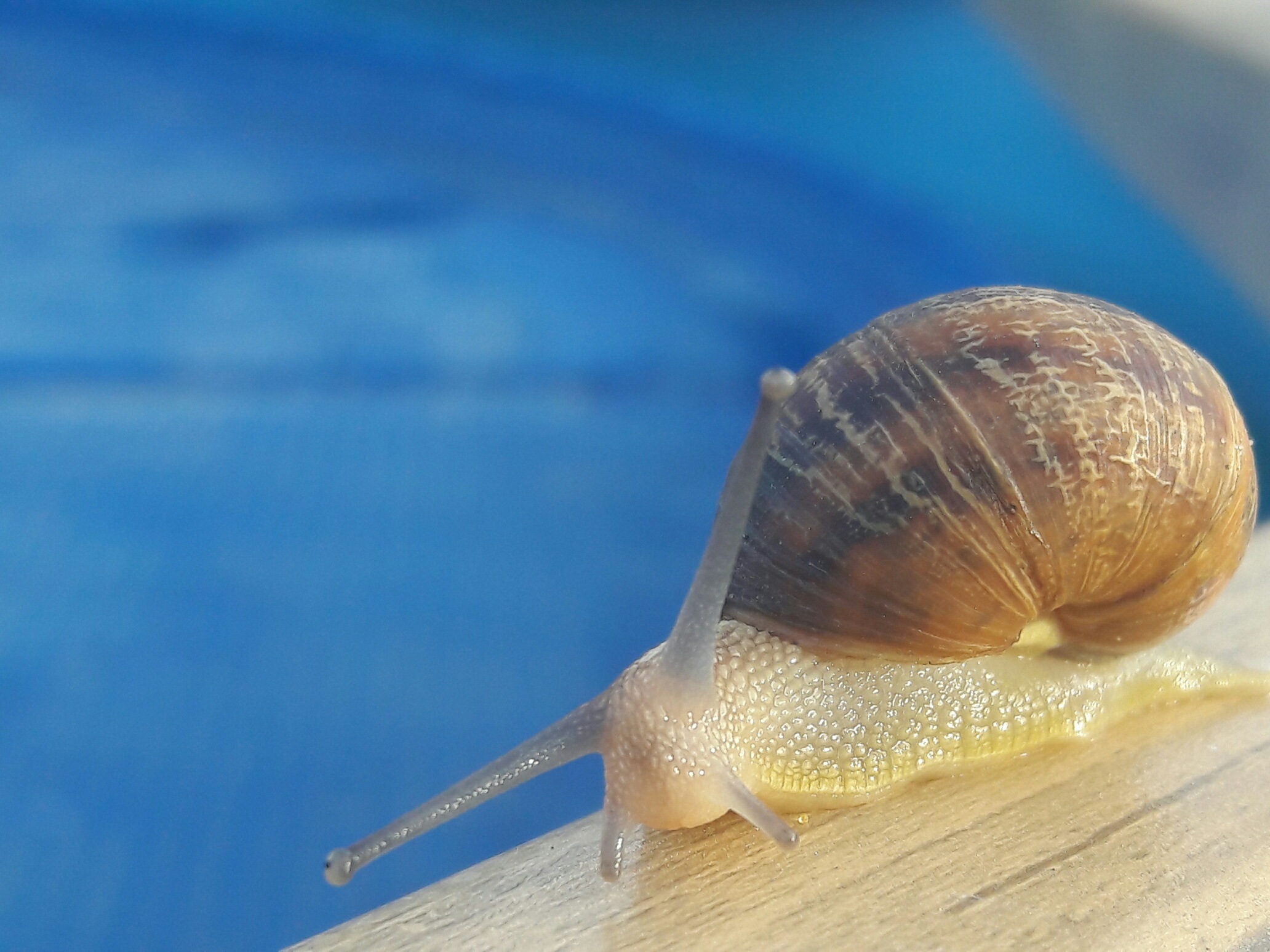 escargot