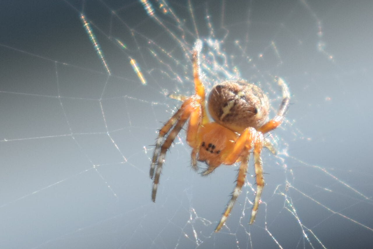 araignée orange