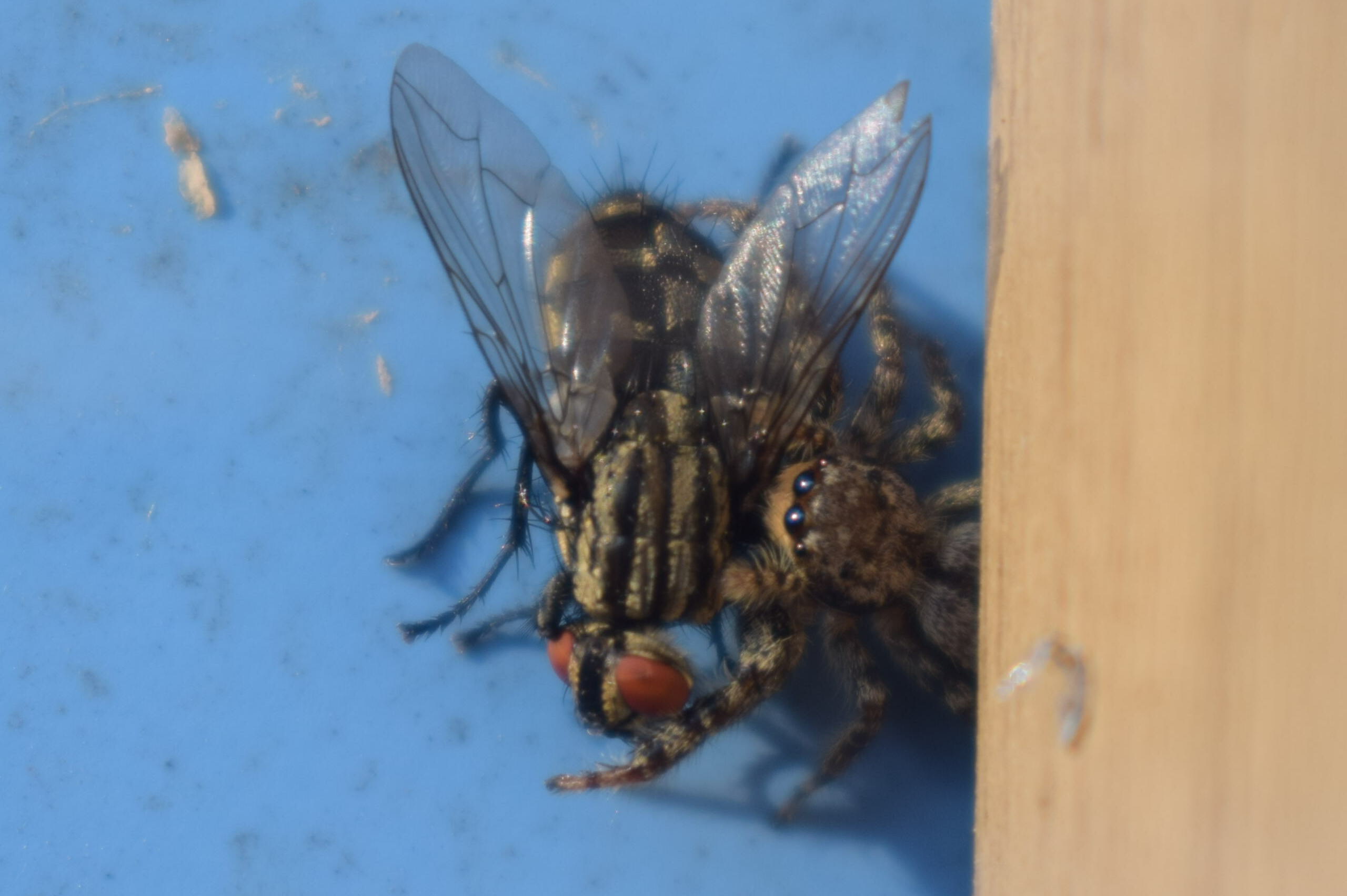 mouche attrapée par une araignée