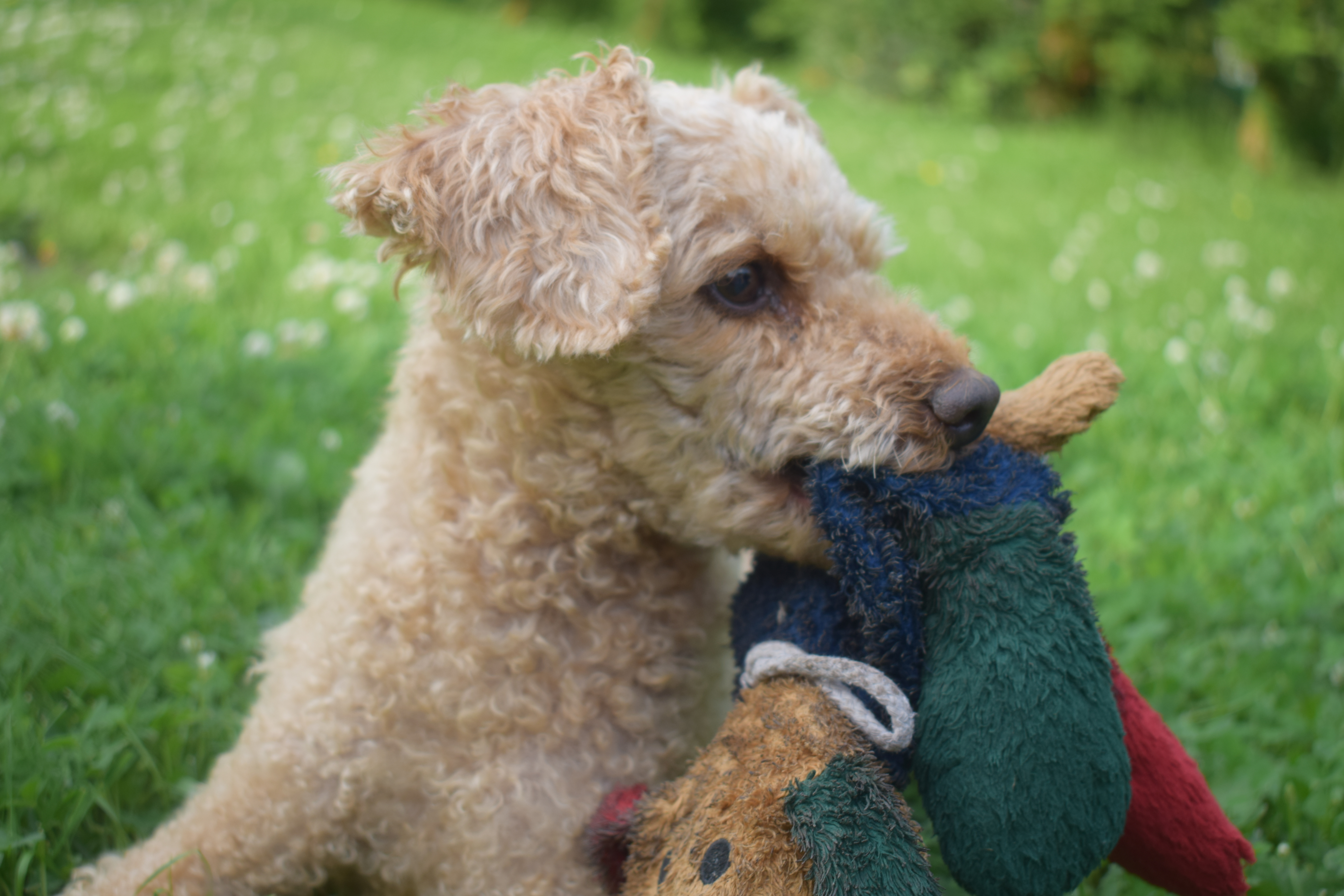 Moka et son doudou