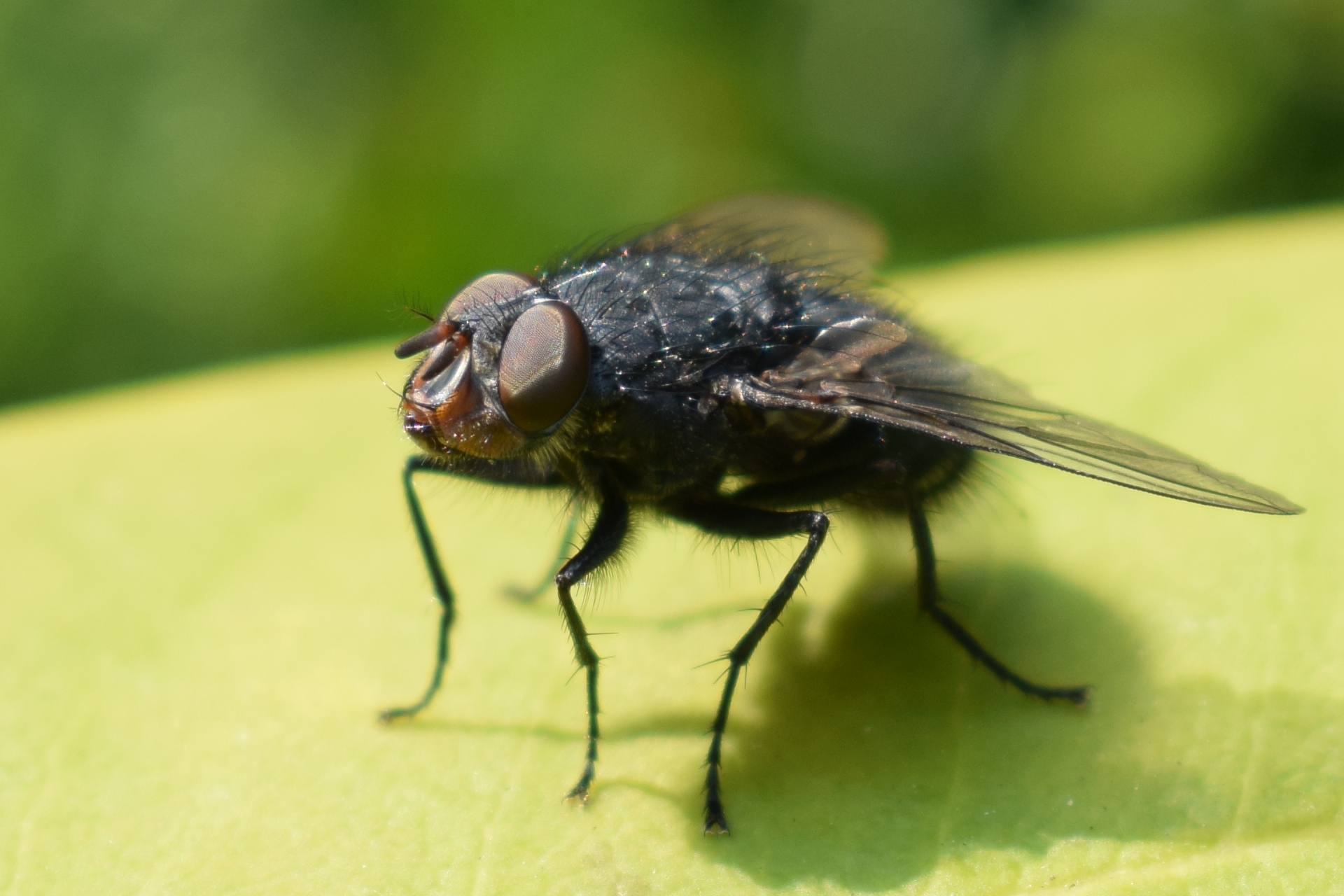 mouche